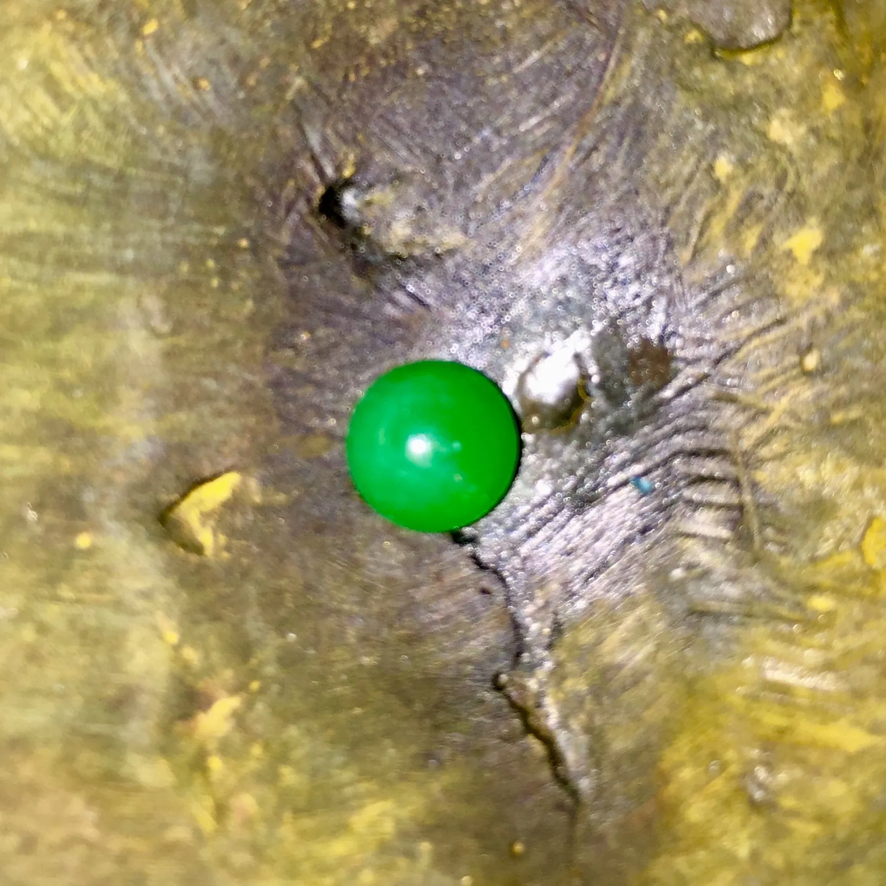 USE 1.92 ct. Marlborough Green, Australia Chrysoprase, 1.92 ct. Top Color, Exquisite, Finest Quality In Real Marlborough Mine No Longer Produces